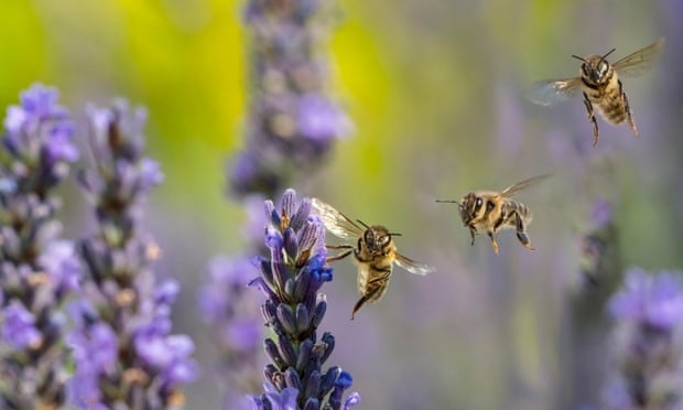 Ong[-]có[-]thể[-]làm[-]toán